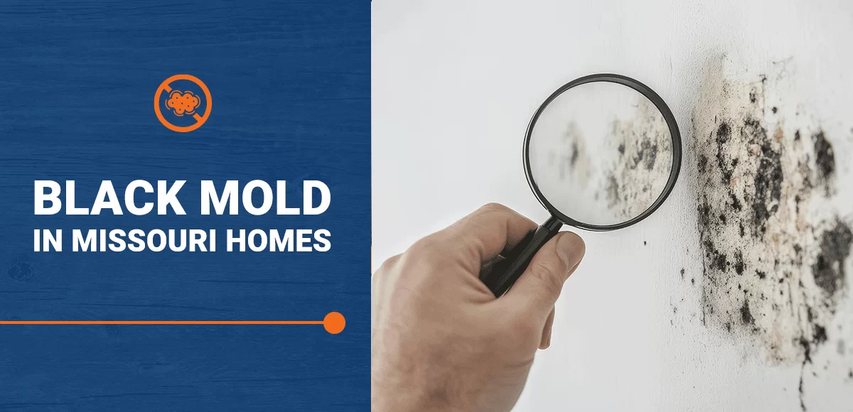 Unmasking the Silent Threat: Black Mold in Missouri Homes | Method Inspections — Method Inspections
