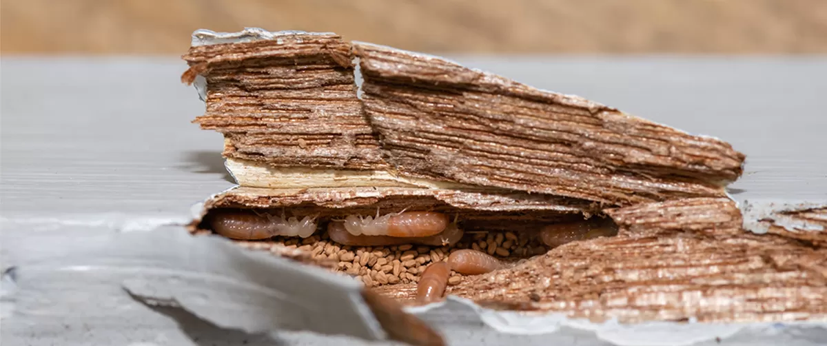 Termite Inspection | Method Inspections — Method Inspections