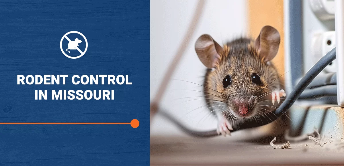 Rodent Control in Missouri: Protecting Your Home from Unwanted Guests | Method Inspections — Method Inspections