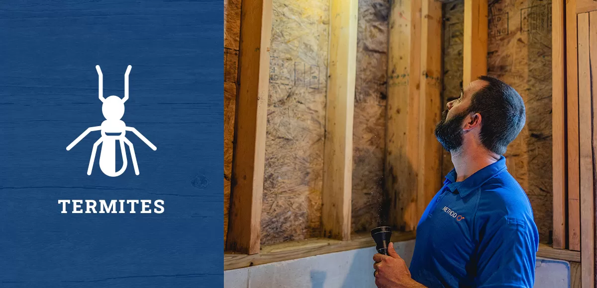 Termite Inspection | Method Inspections — Method Inspections